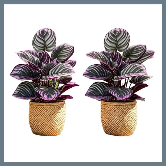 Set di 2 Piante Artificiali Eleganti con Foglie Viola e Verdi – Pianta Decorativa di Grande Dimensione DN1254035
